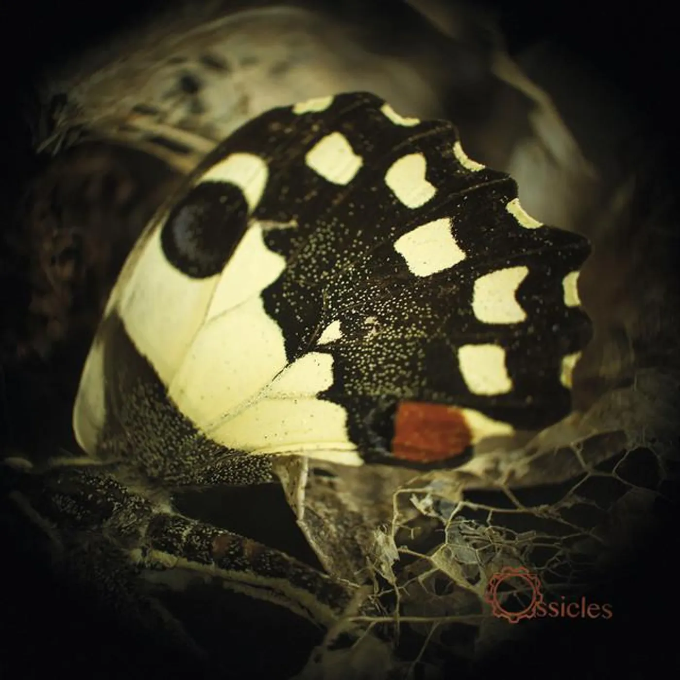 Ossicles Brand Page