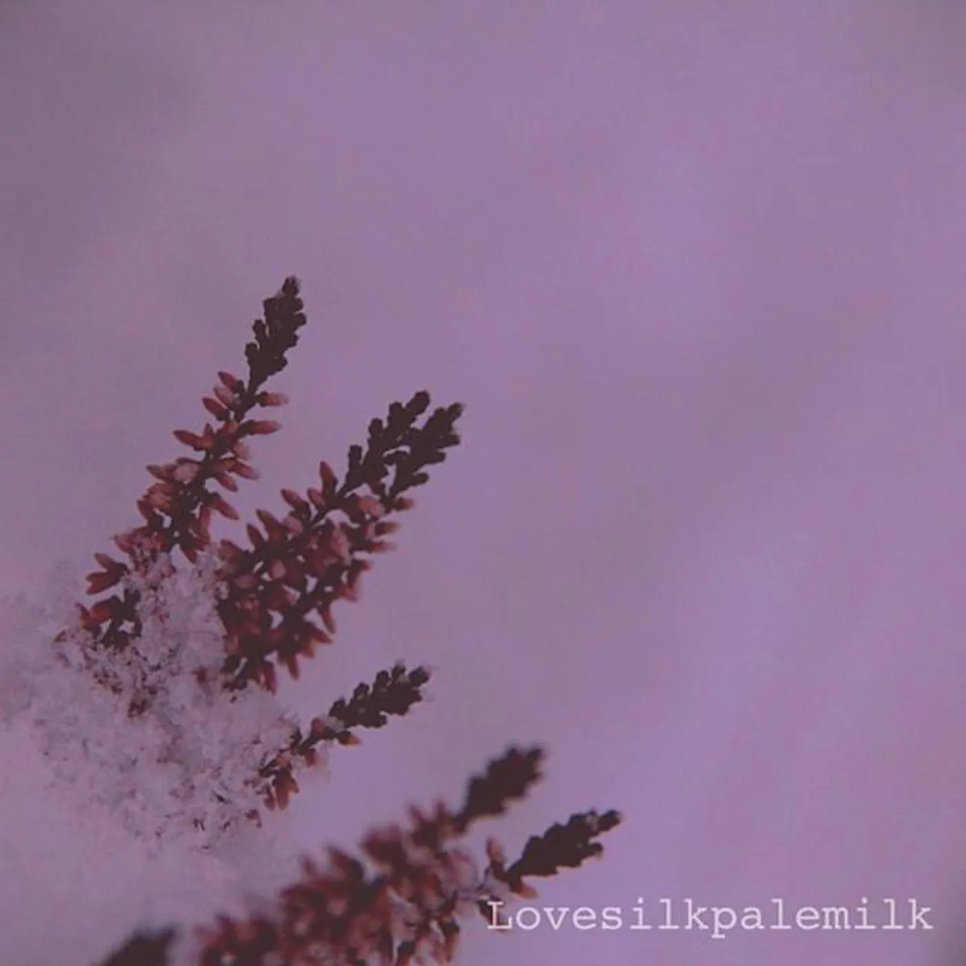 Lovesilkpalemilk
