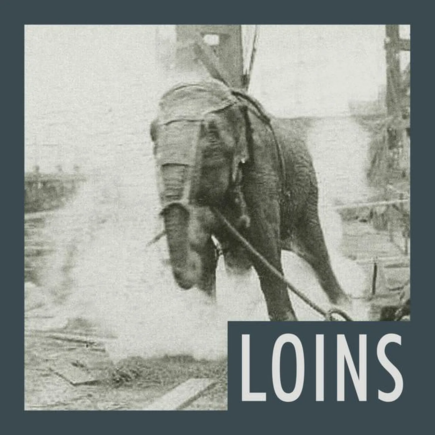 Loins