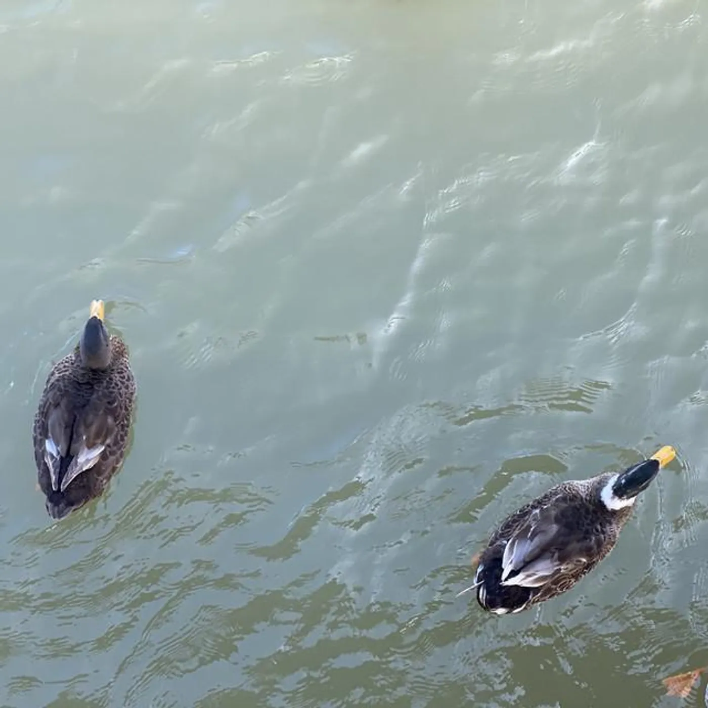 Learning To Fly Brand Page