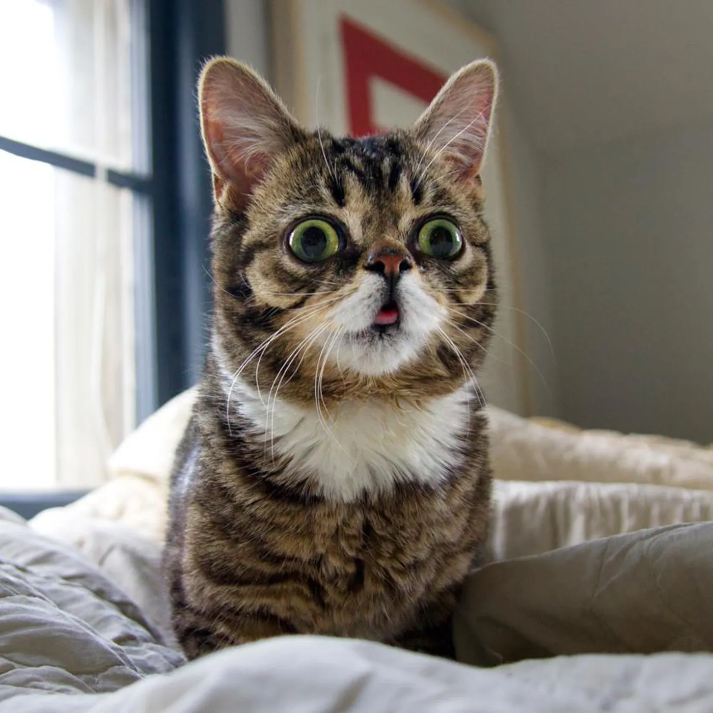 Lil Bub