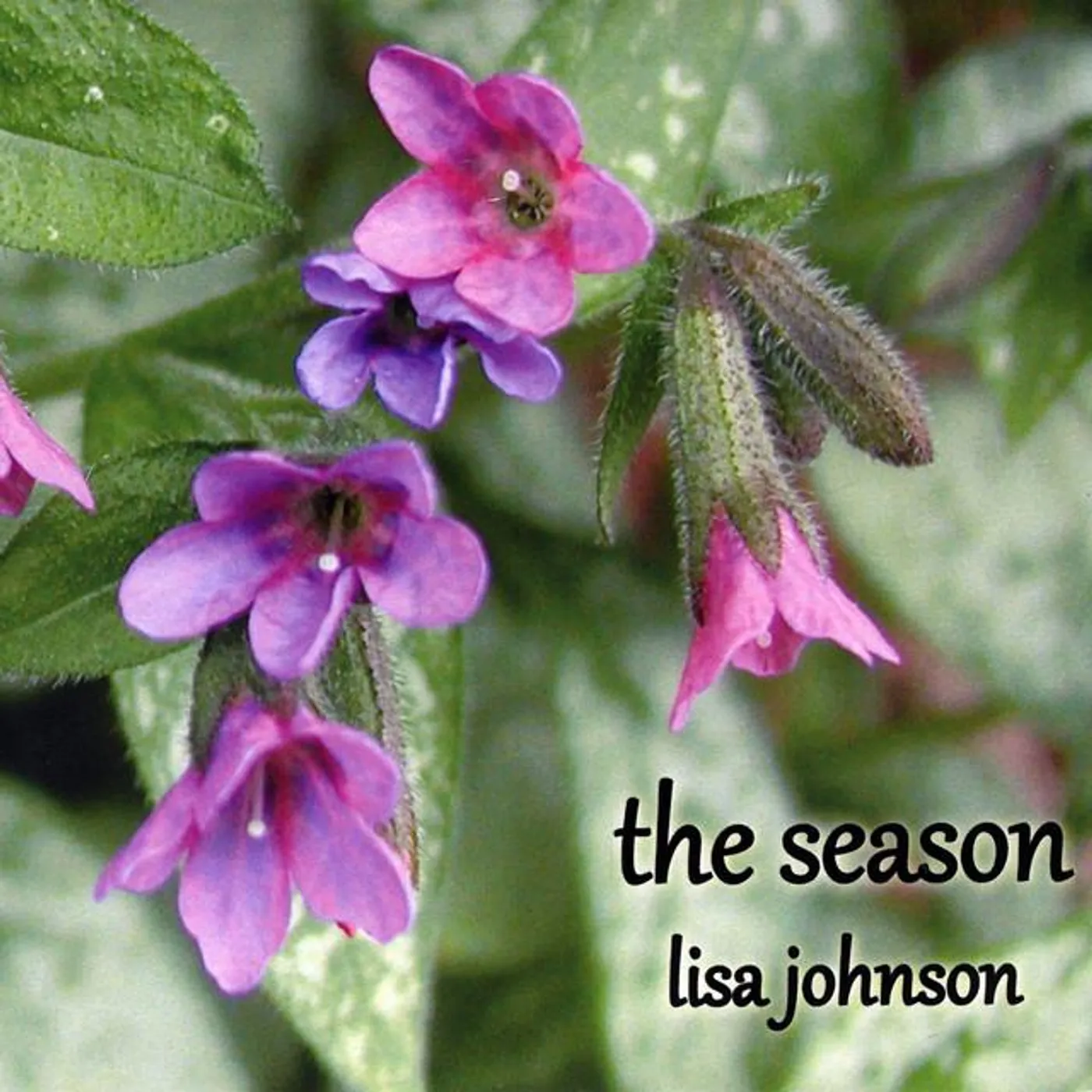 Lisa Johnson