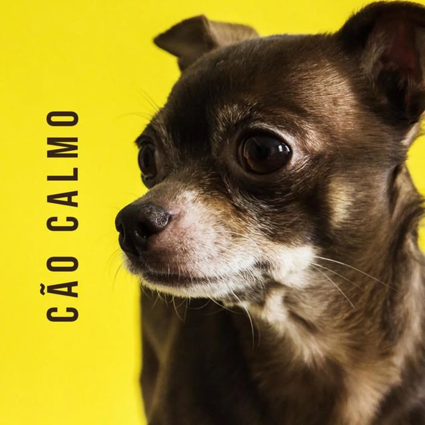 Música instrumental para cães