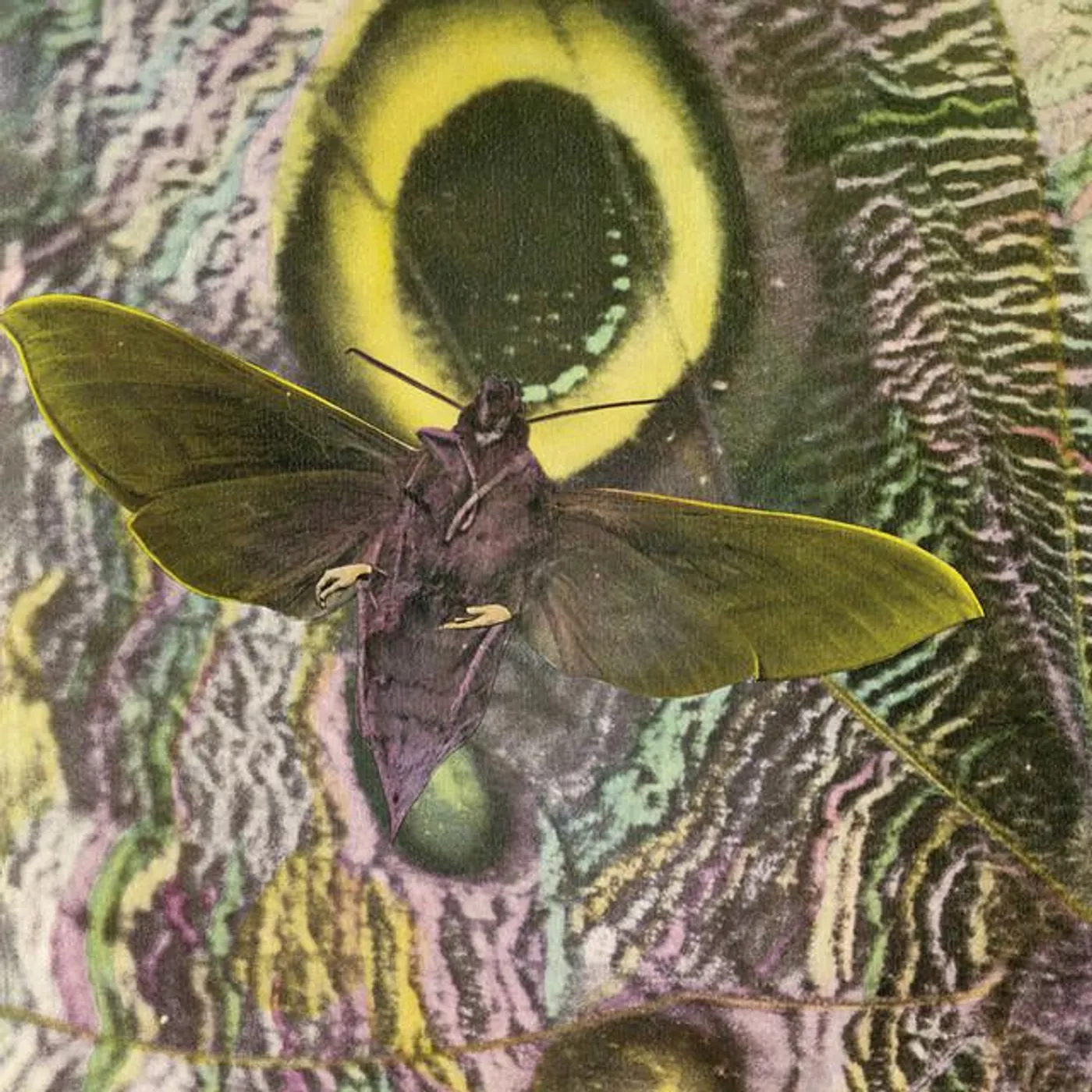 The Mothmen