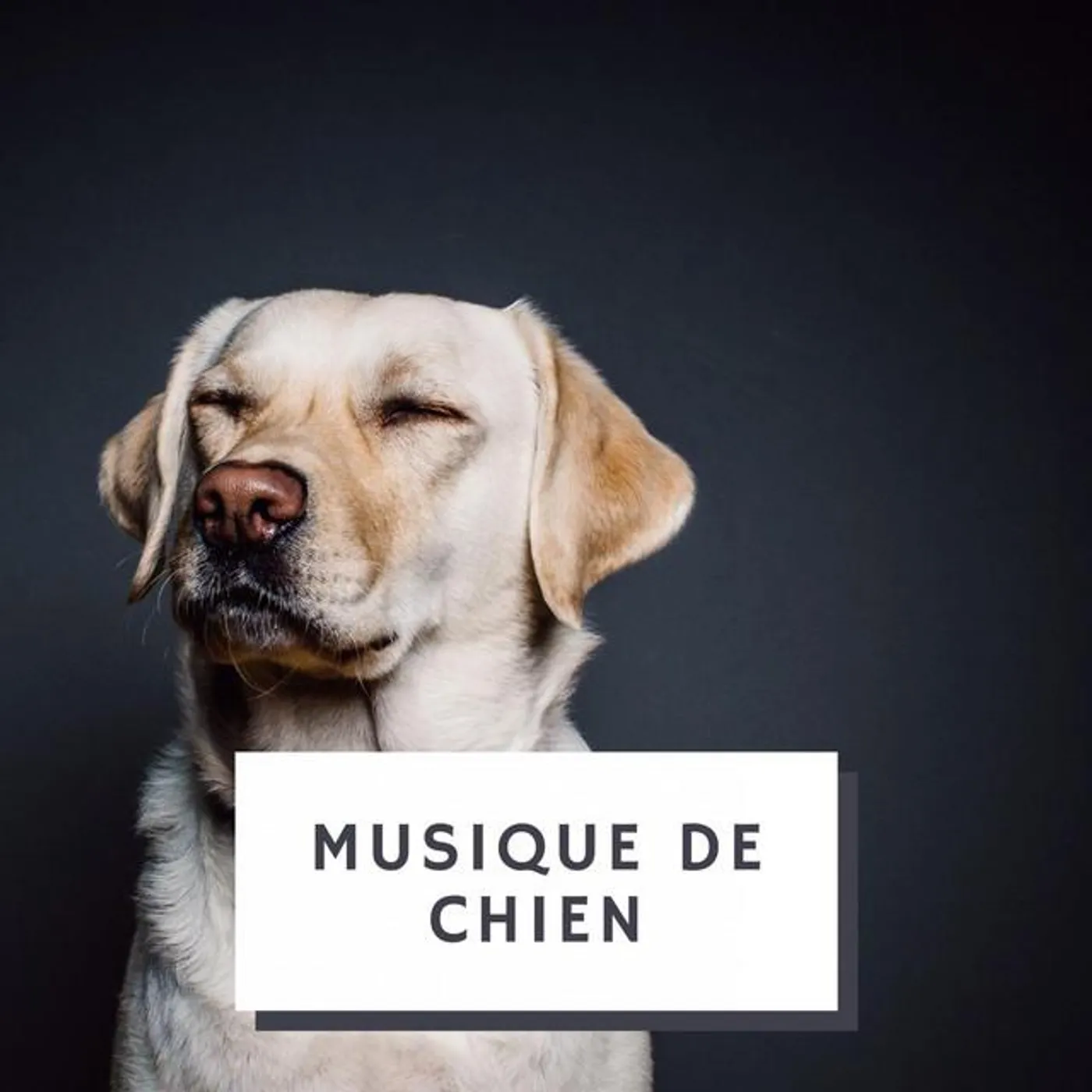 Musique De Chien
