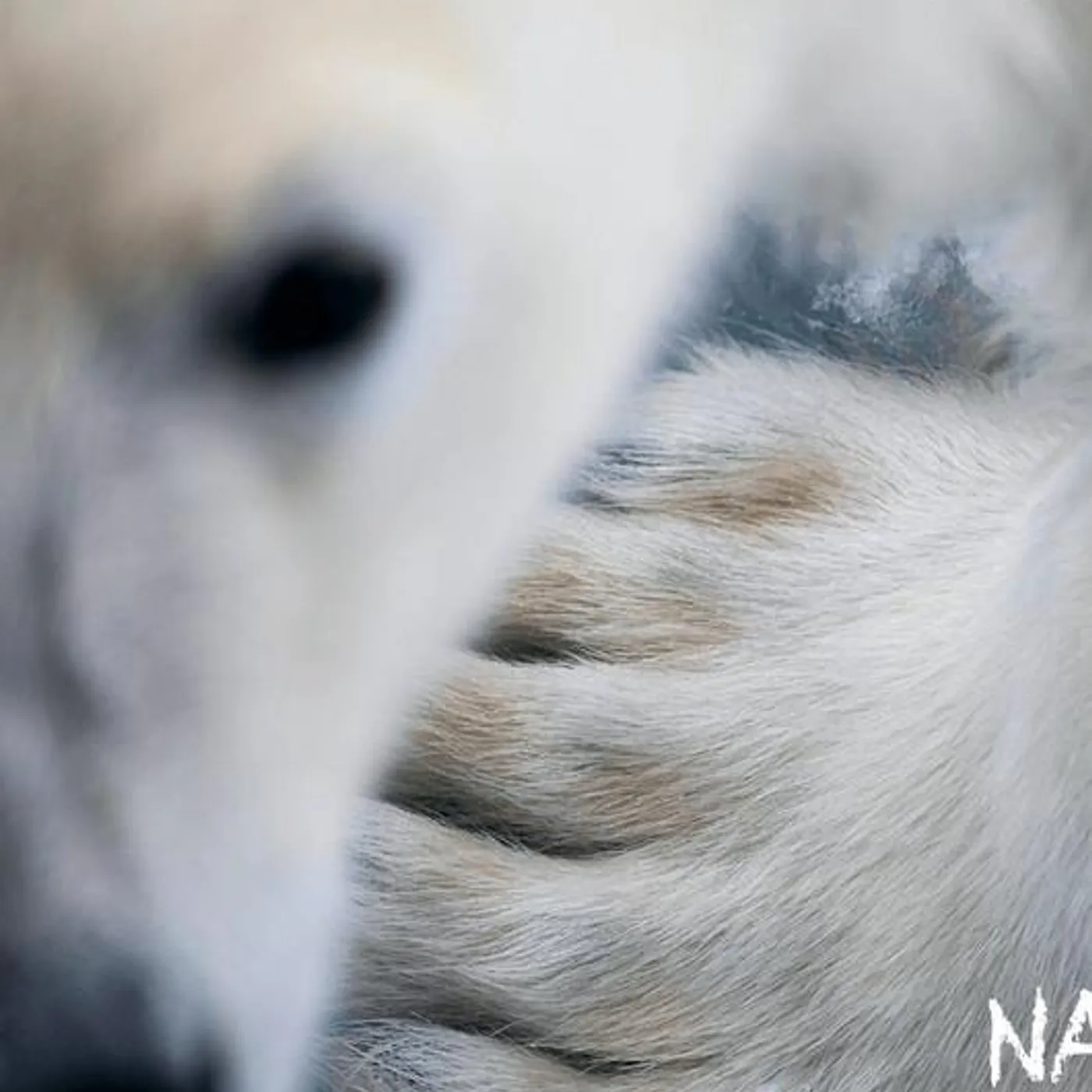 Nanook