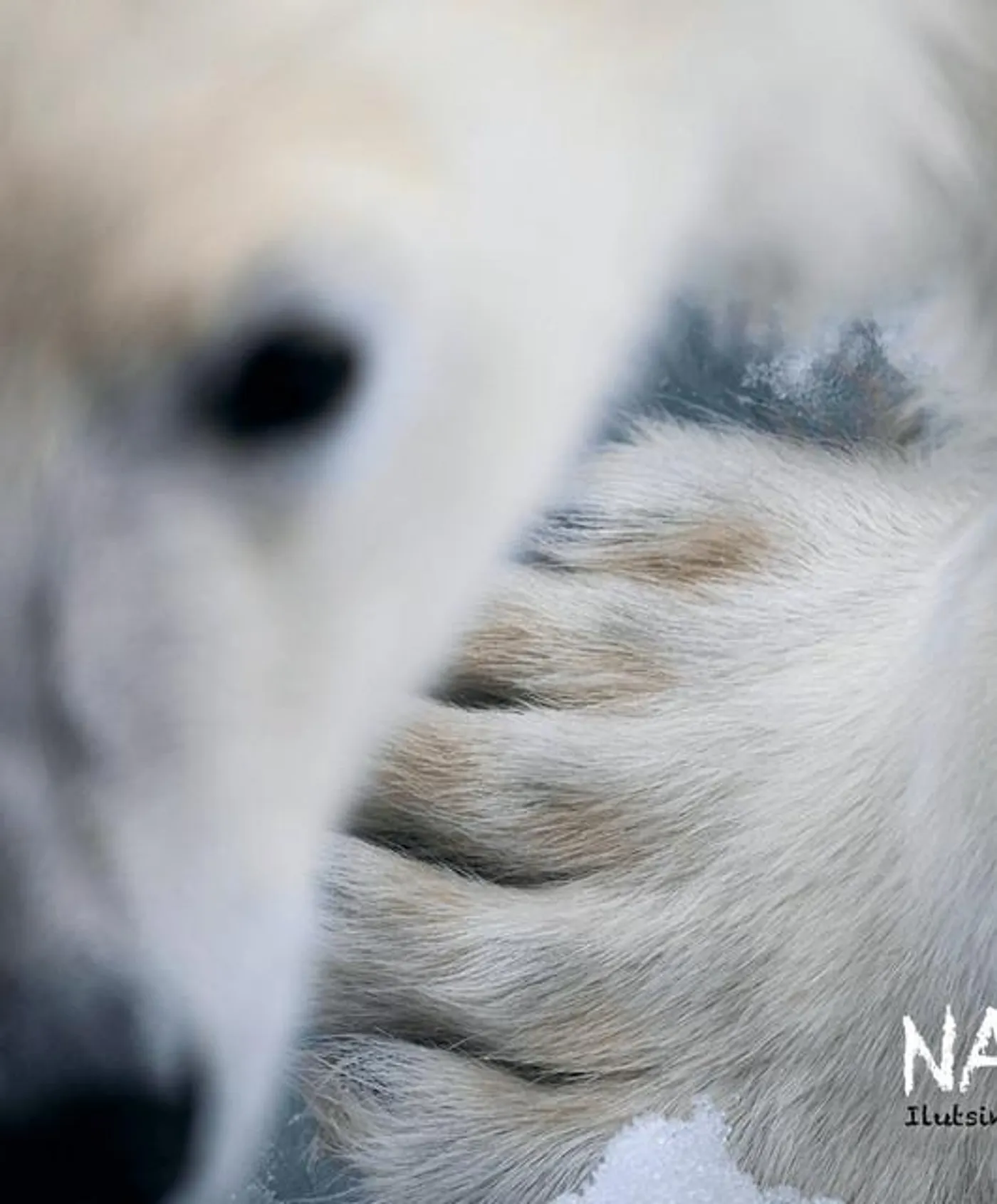 Nanook