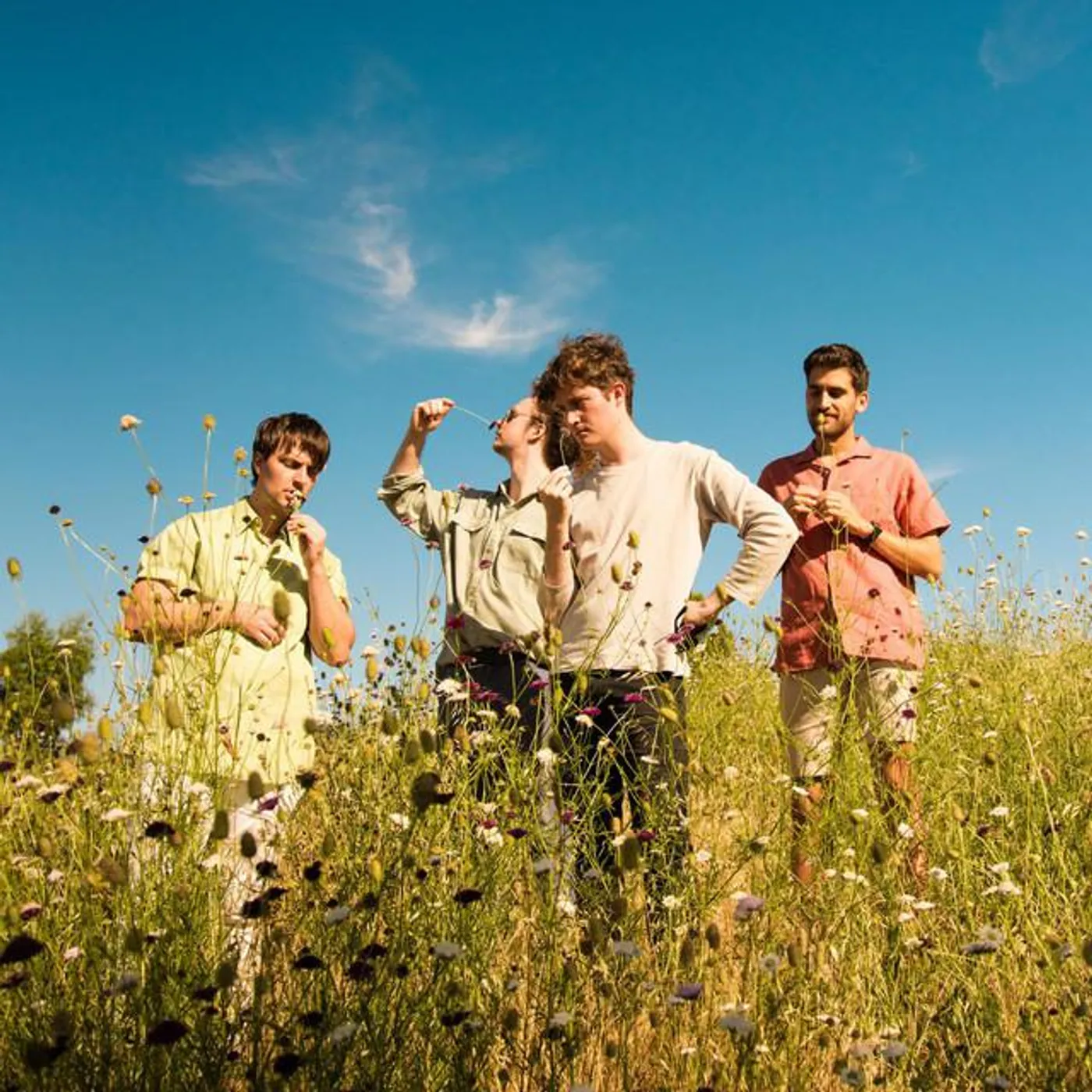 Neon Tetra Brand Page