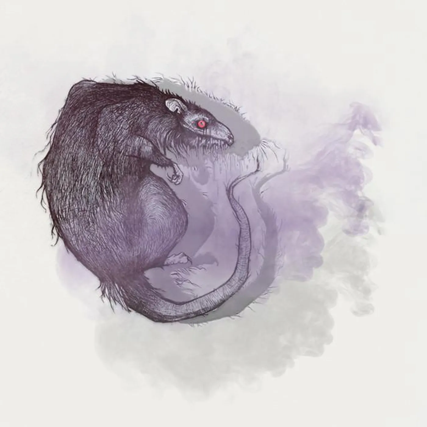 Smoking Rats