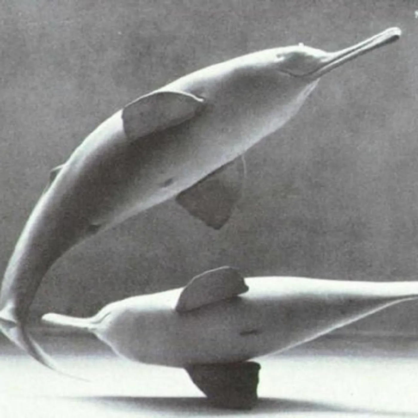 SOUTH DOLPHIN Brand Page