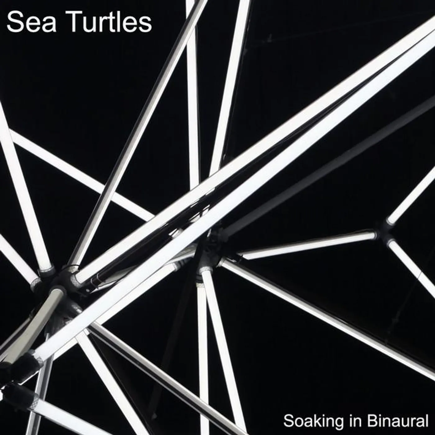 Sea Turtles