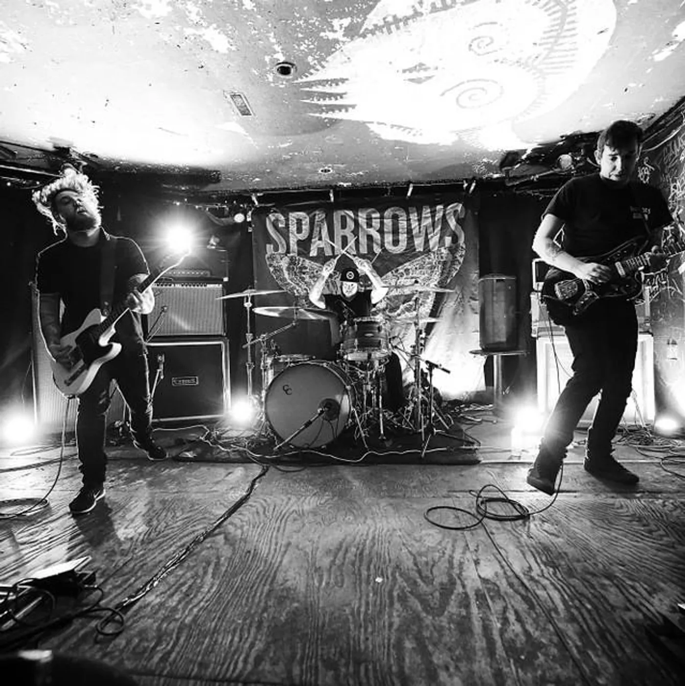 Sparrows
