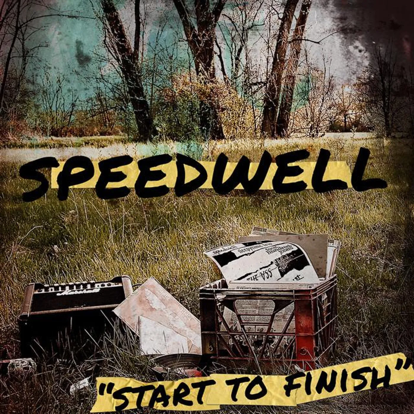 Speedwell