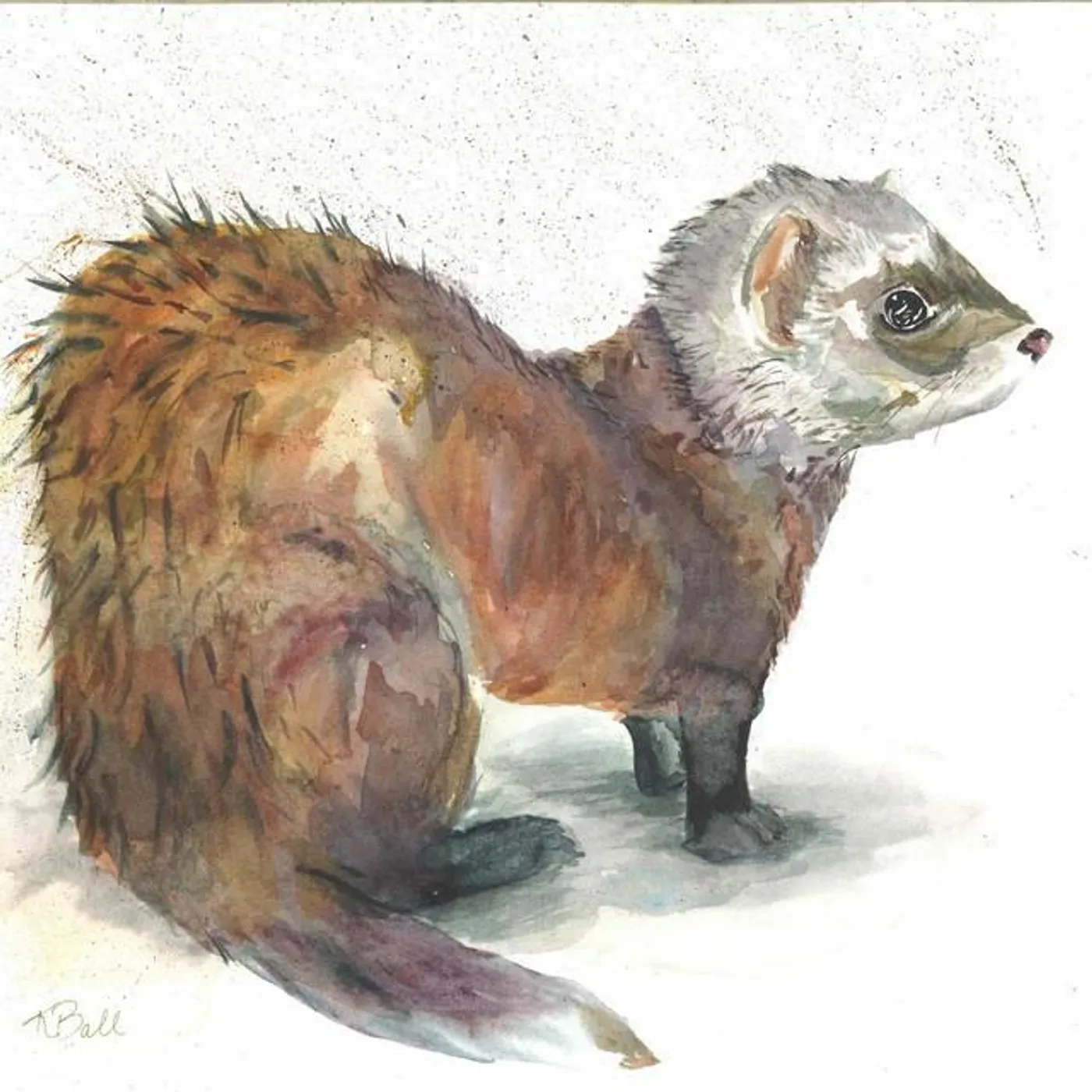 Polecat