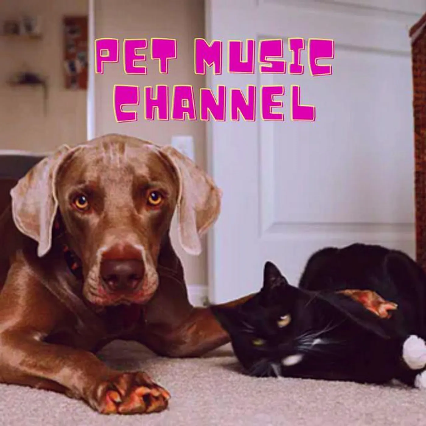 Pet Music Channel