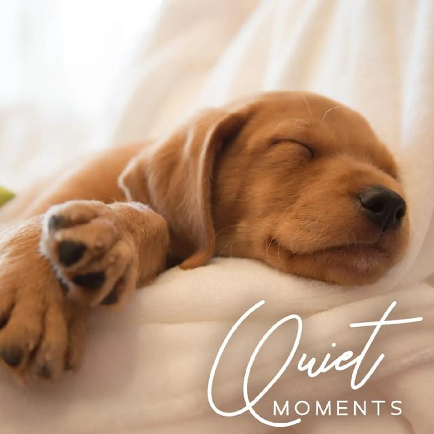Pets Music Brand Page