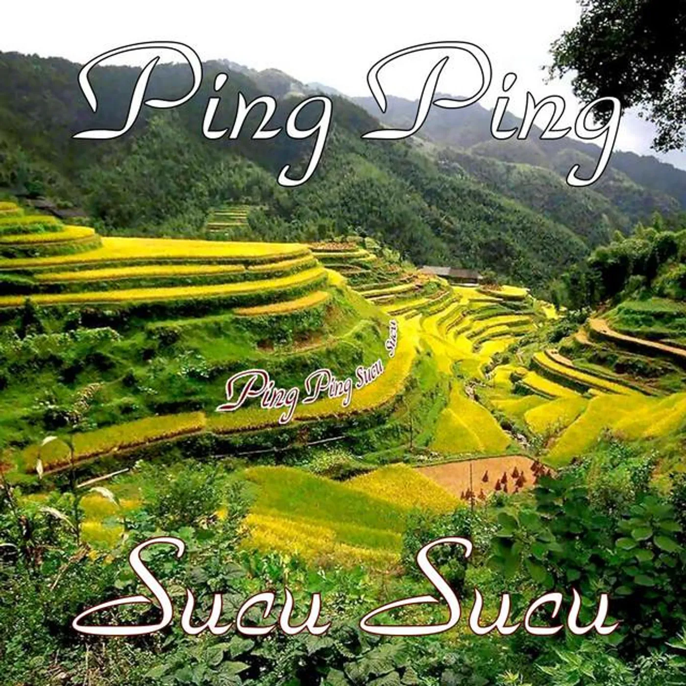 Ping Ping