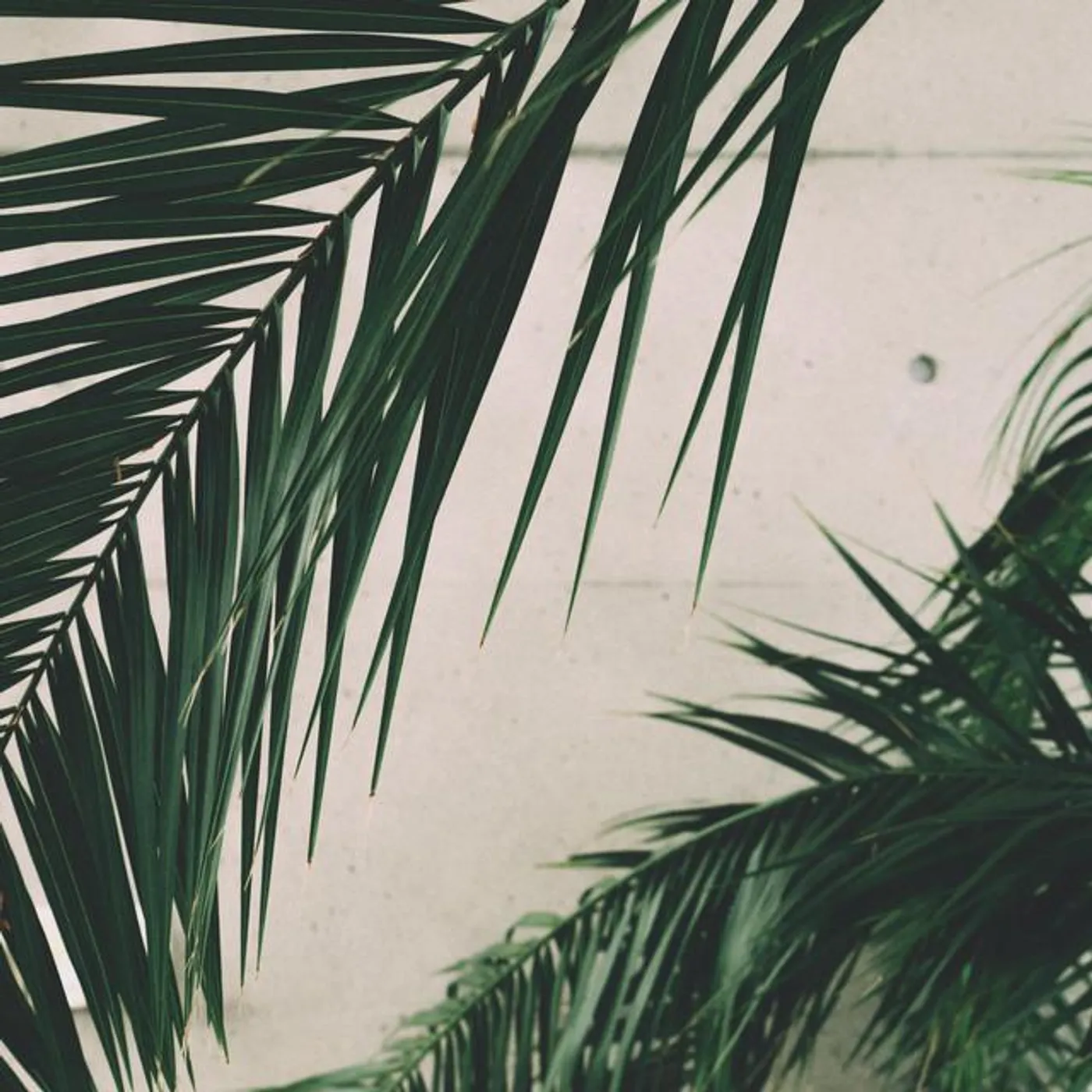 Psalm Trees Brand Page
