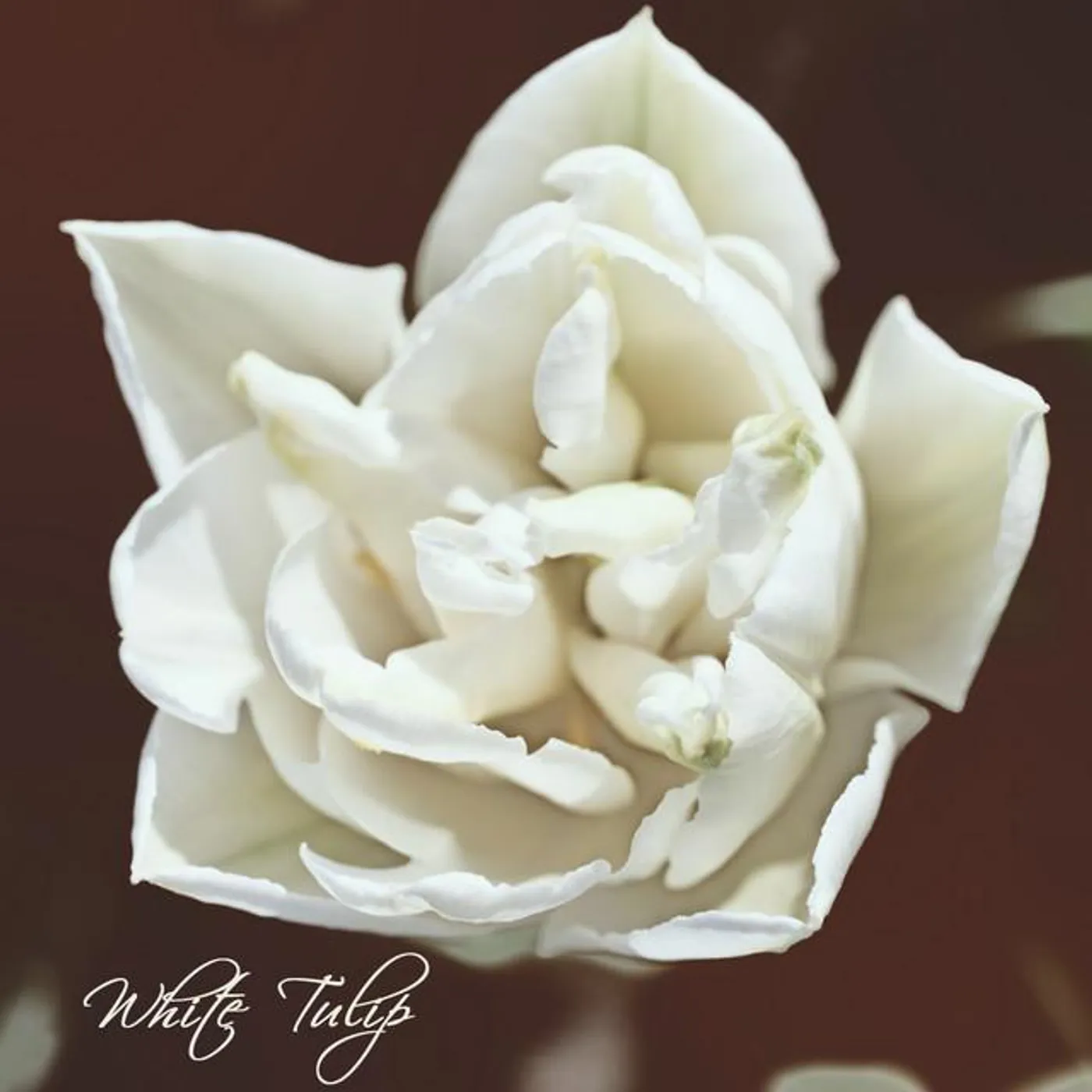 White Tulip