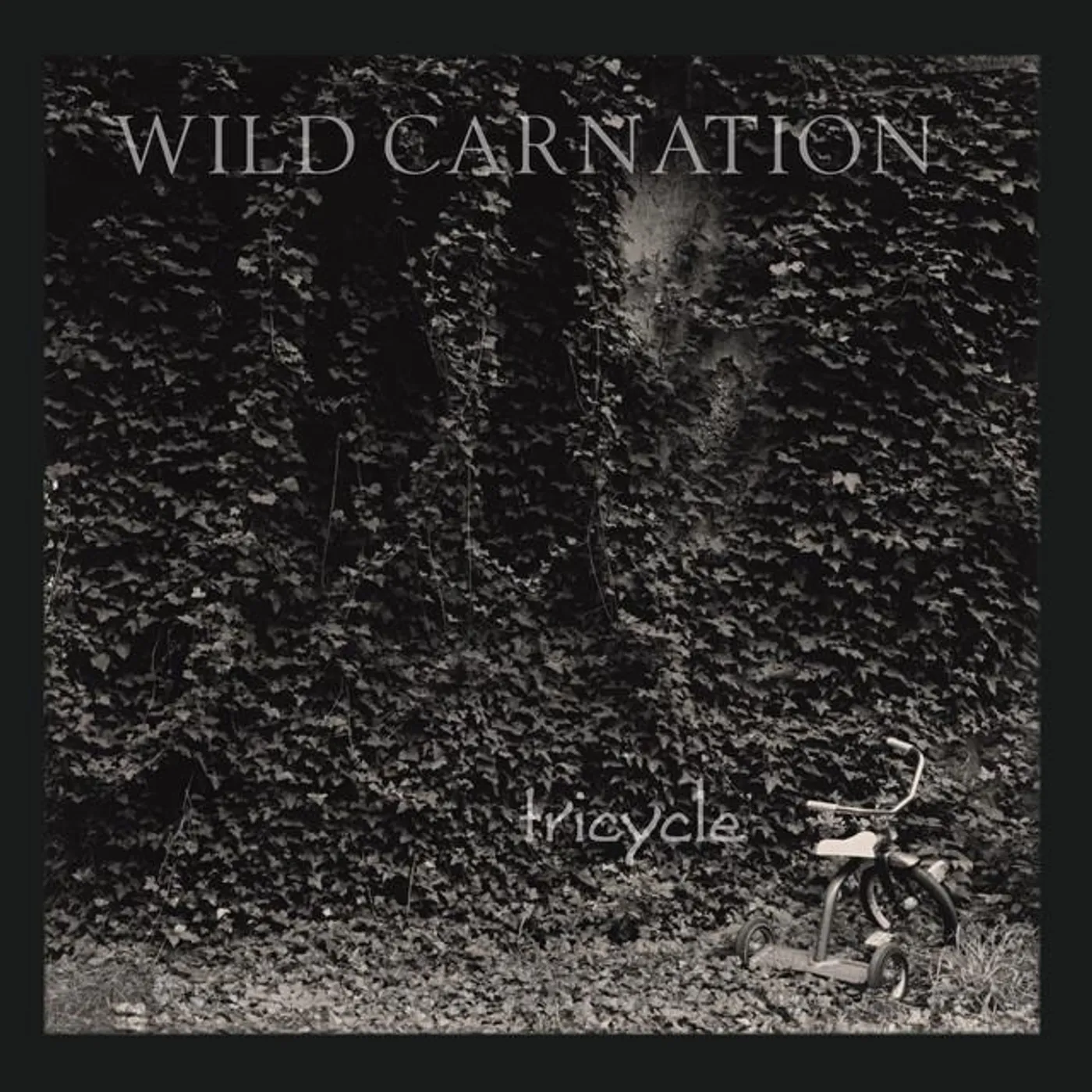 Wild Carnation