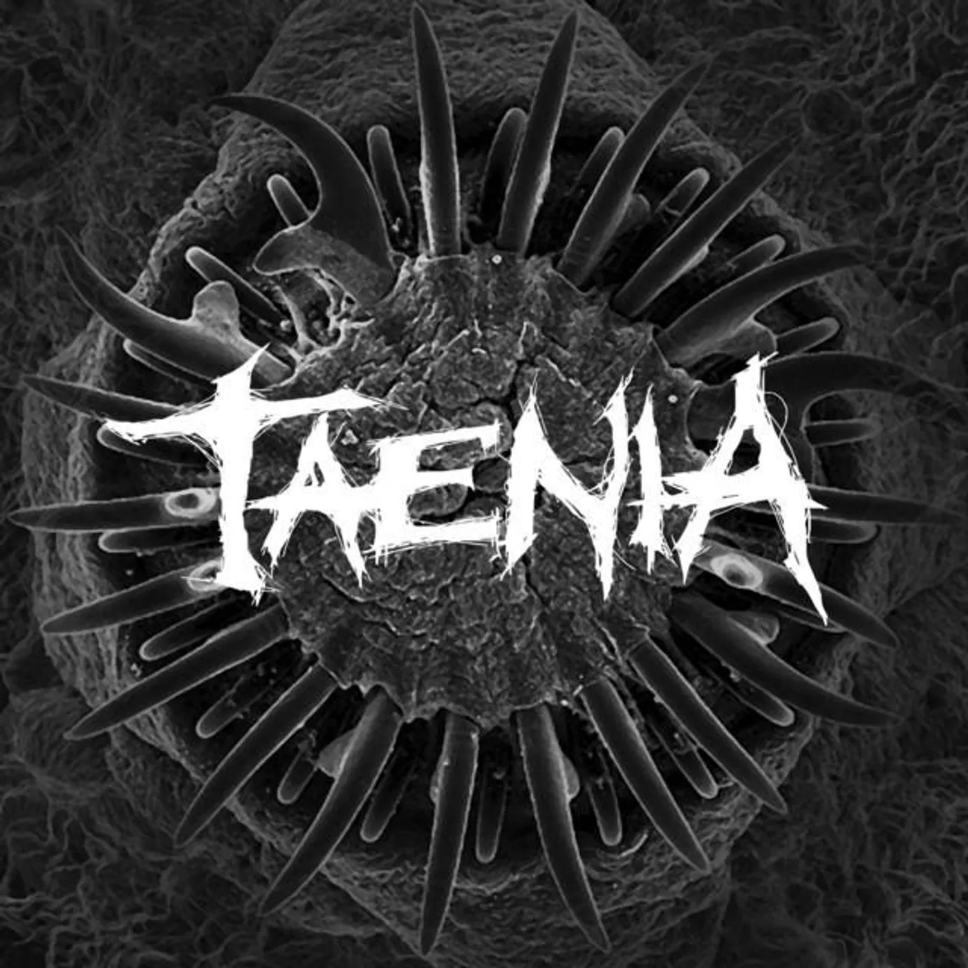 Taenia