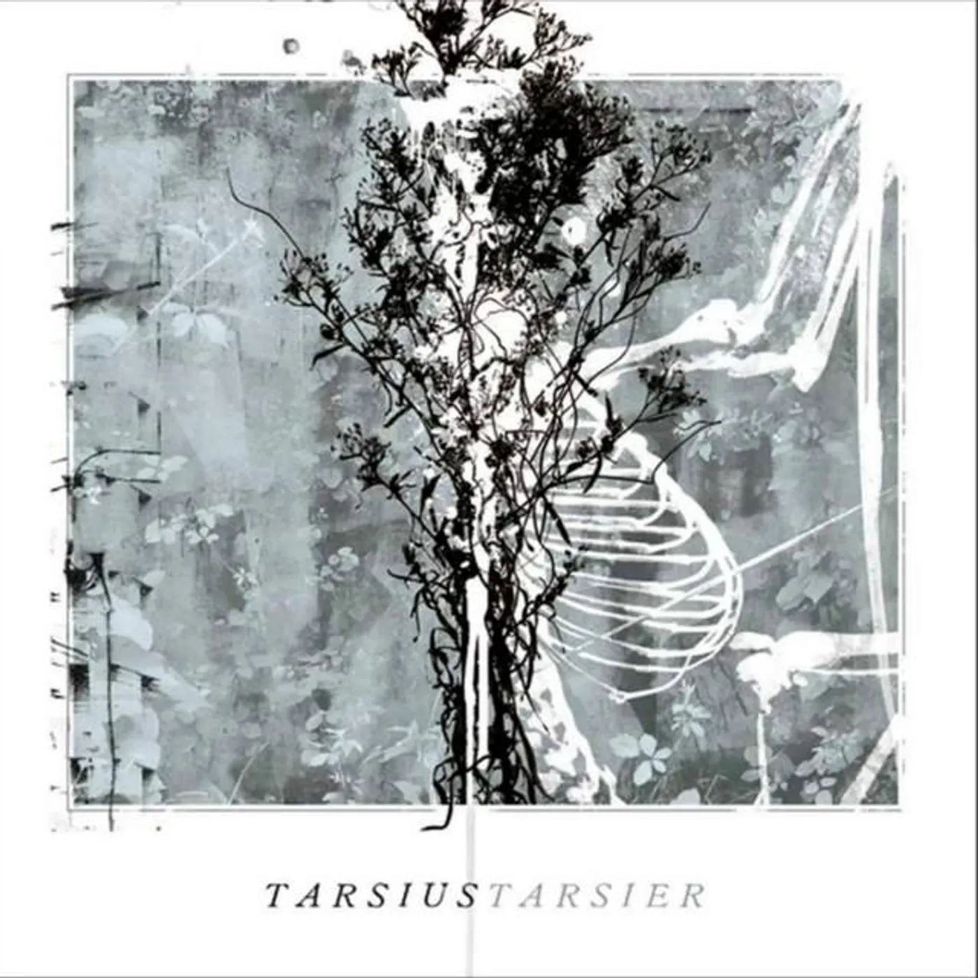 Tarsius tarsier