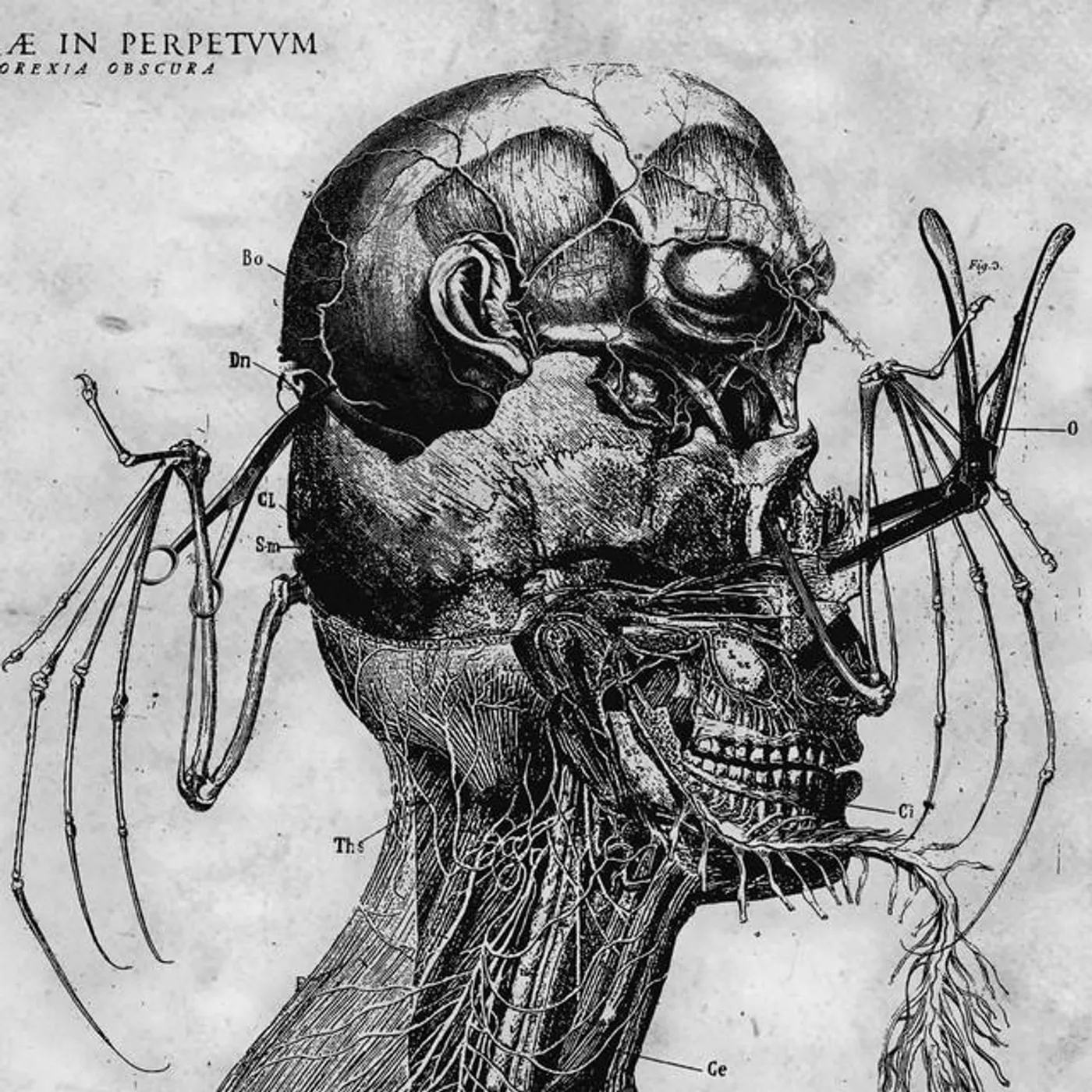 Tenebrae In Perpetuum