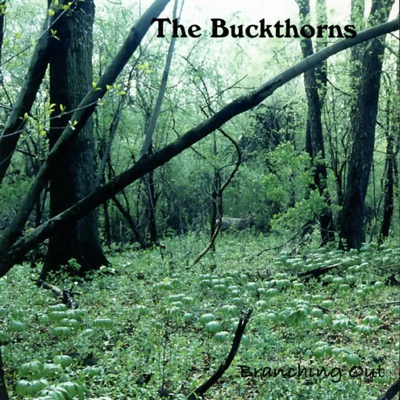 The Buckthorns