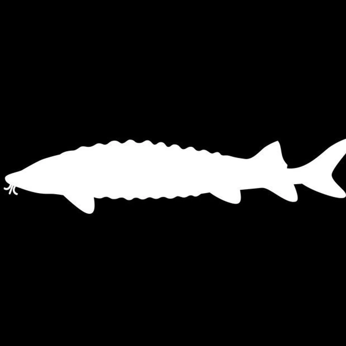 The Sturgeons Brand Page