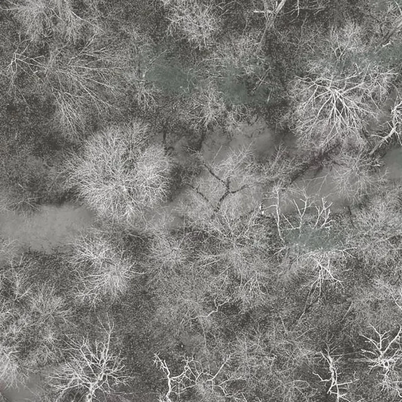 They Danced Like Programmed Angels