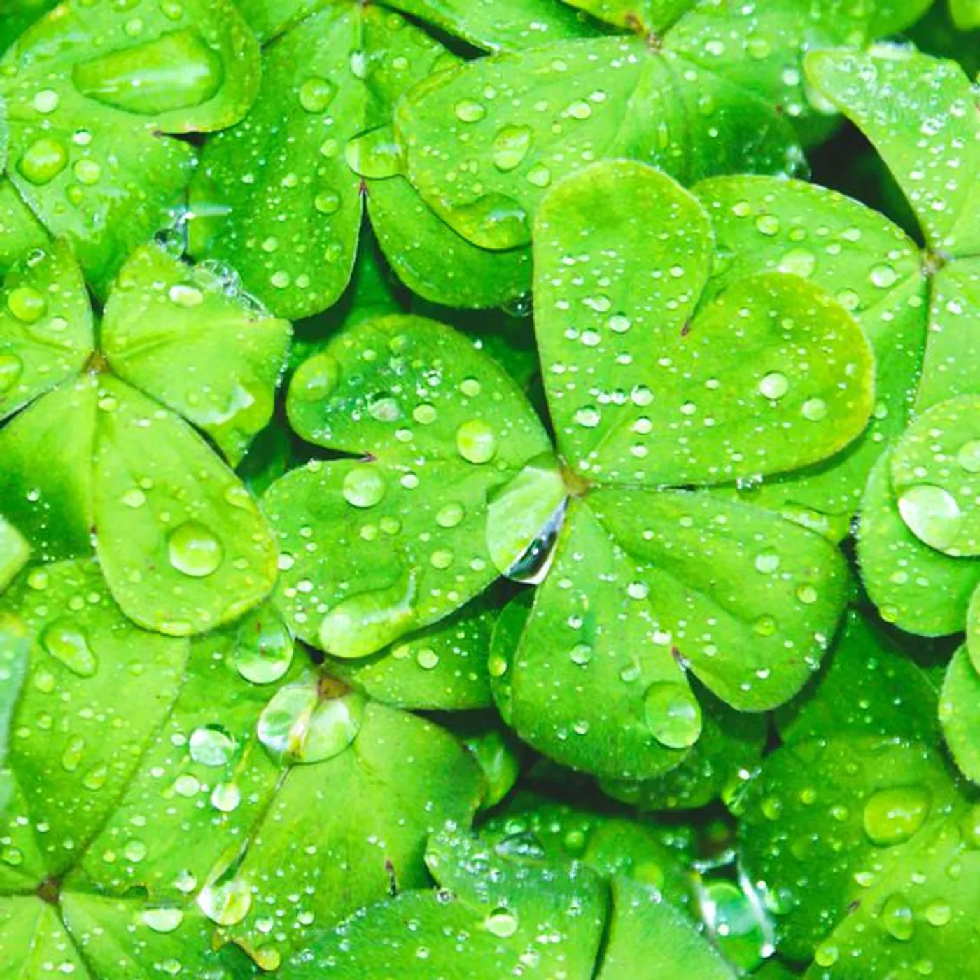 Traditional Irish Brand Page