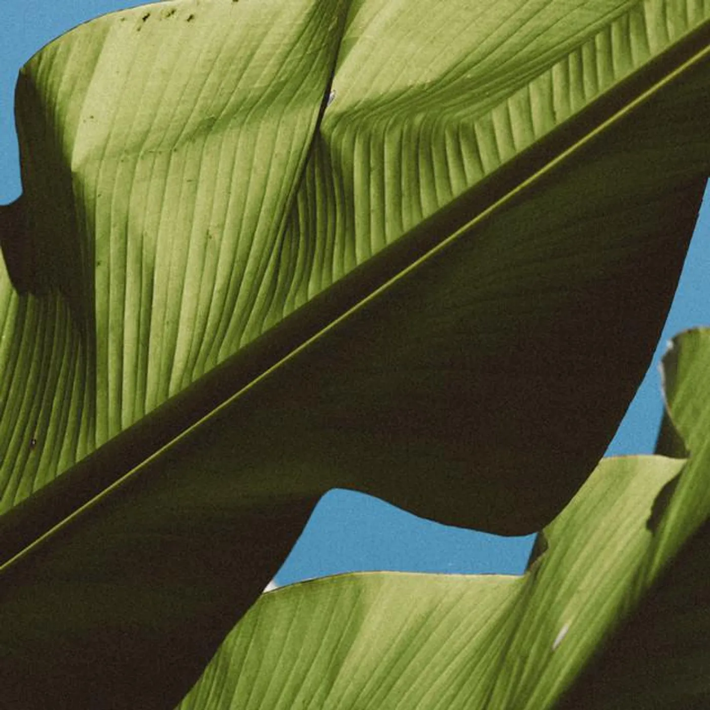 Tropical king Brand Page