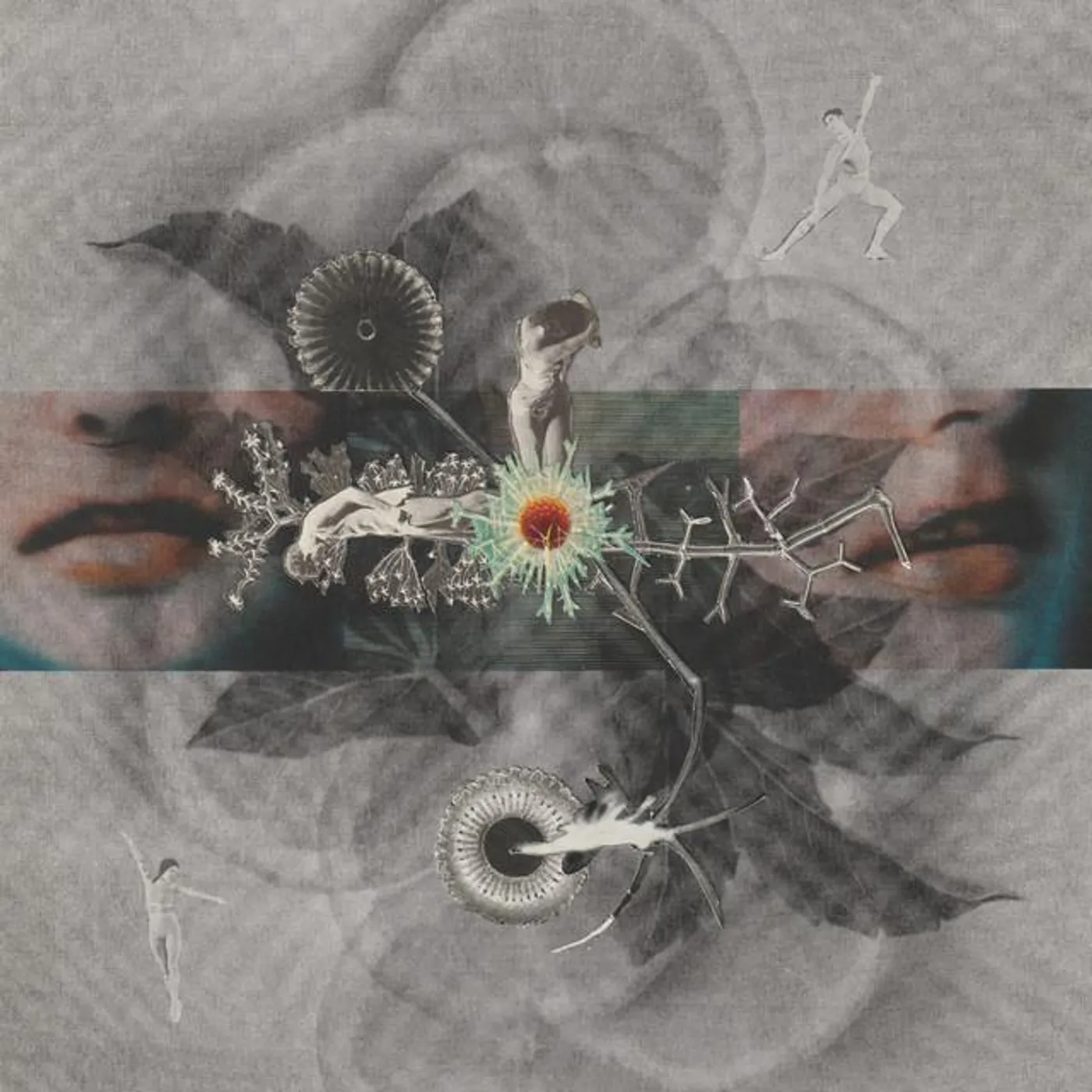Vandermeer