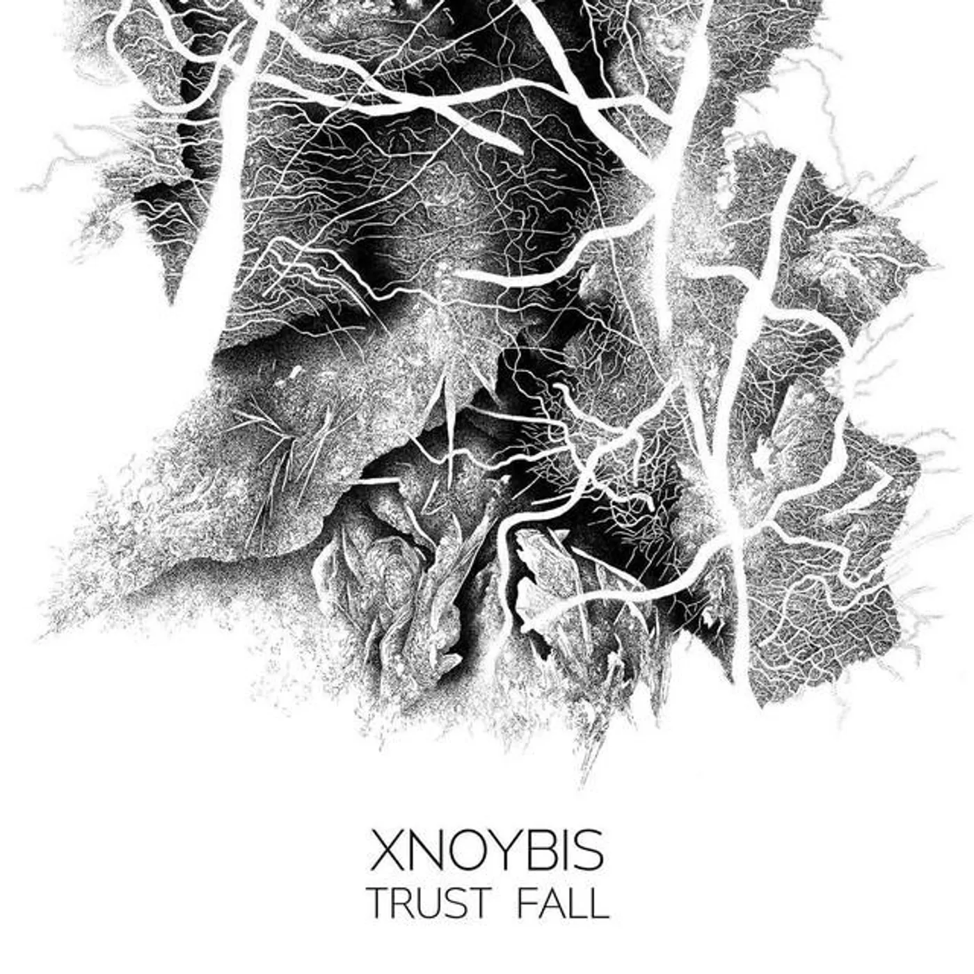 Xnoybis