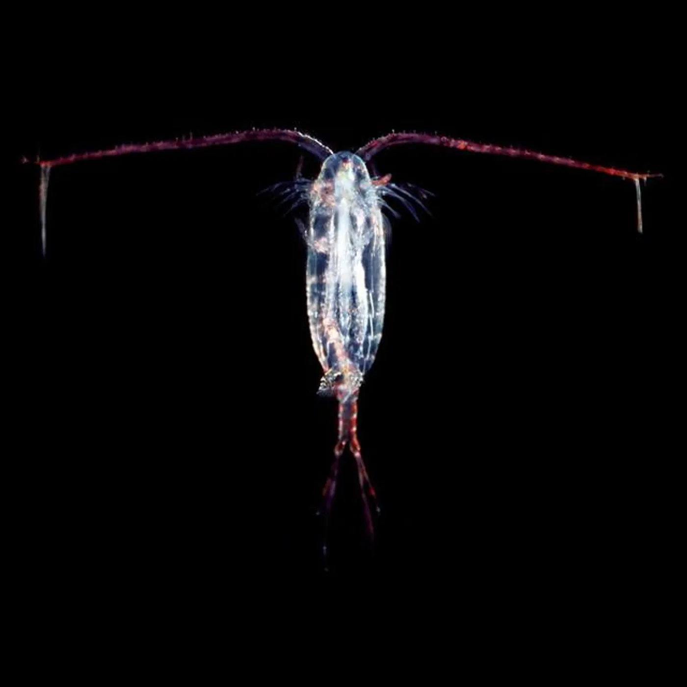 Zooplankton Brand Page