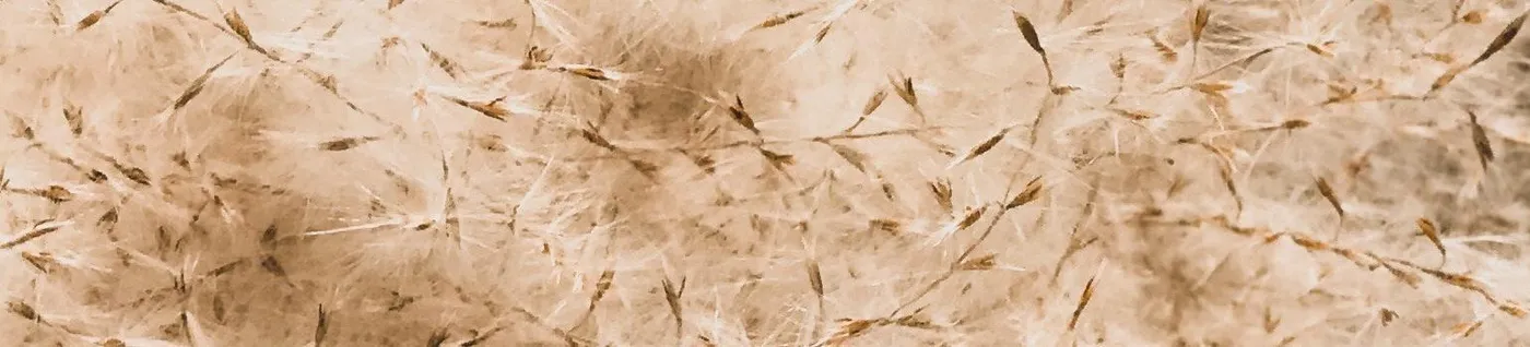 POLLEN