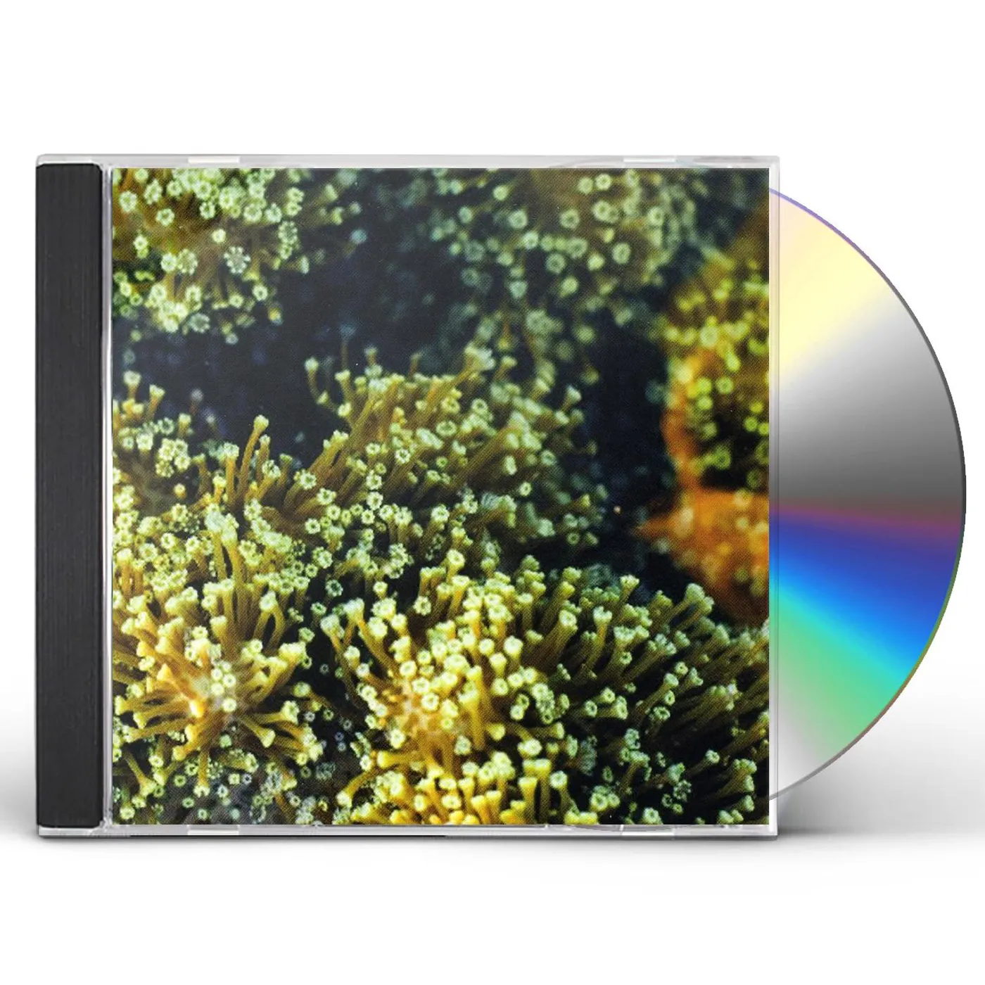 Balam Acab SEE BIRDS CD