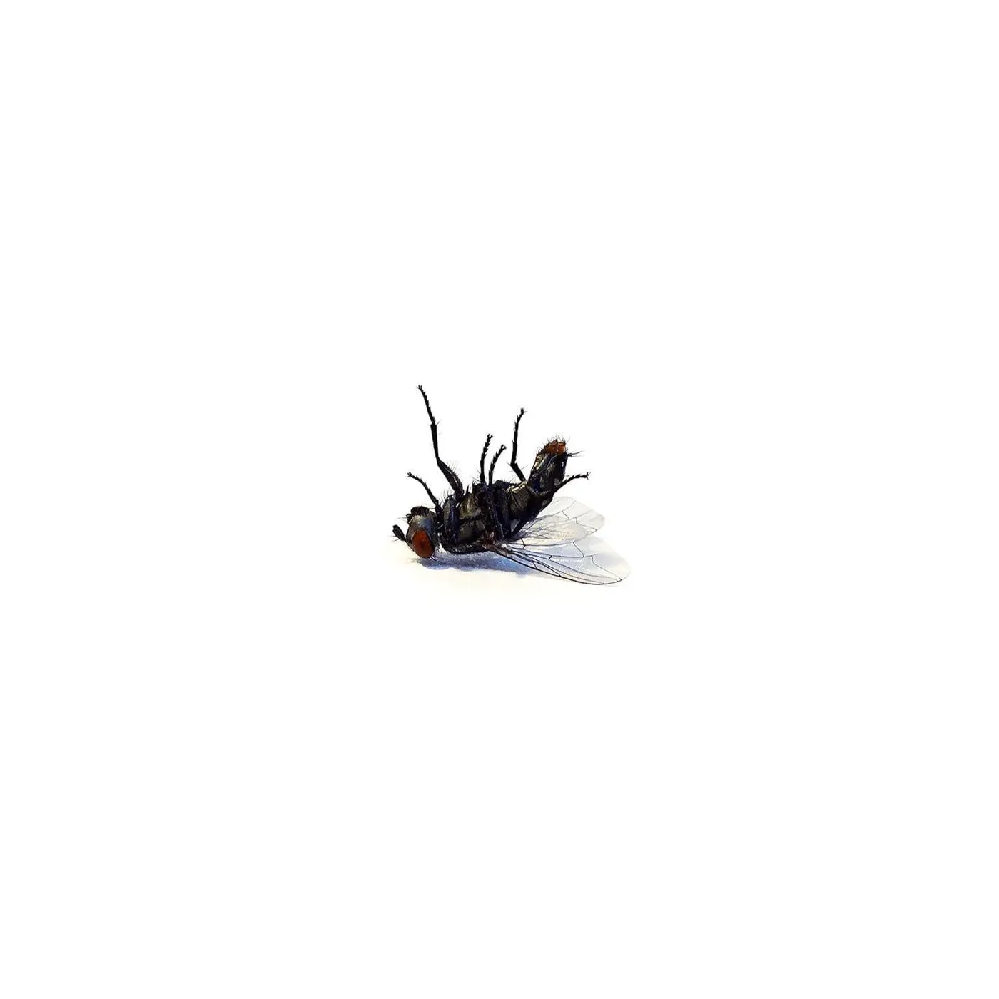 Grocer Bless Me Vinyl Record