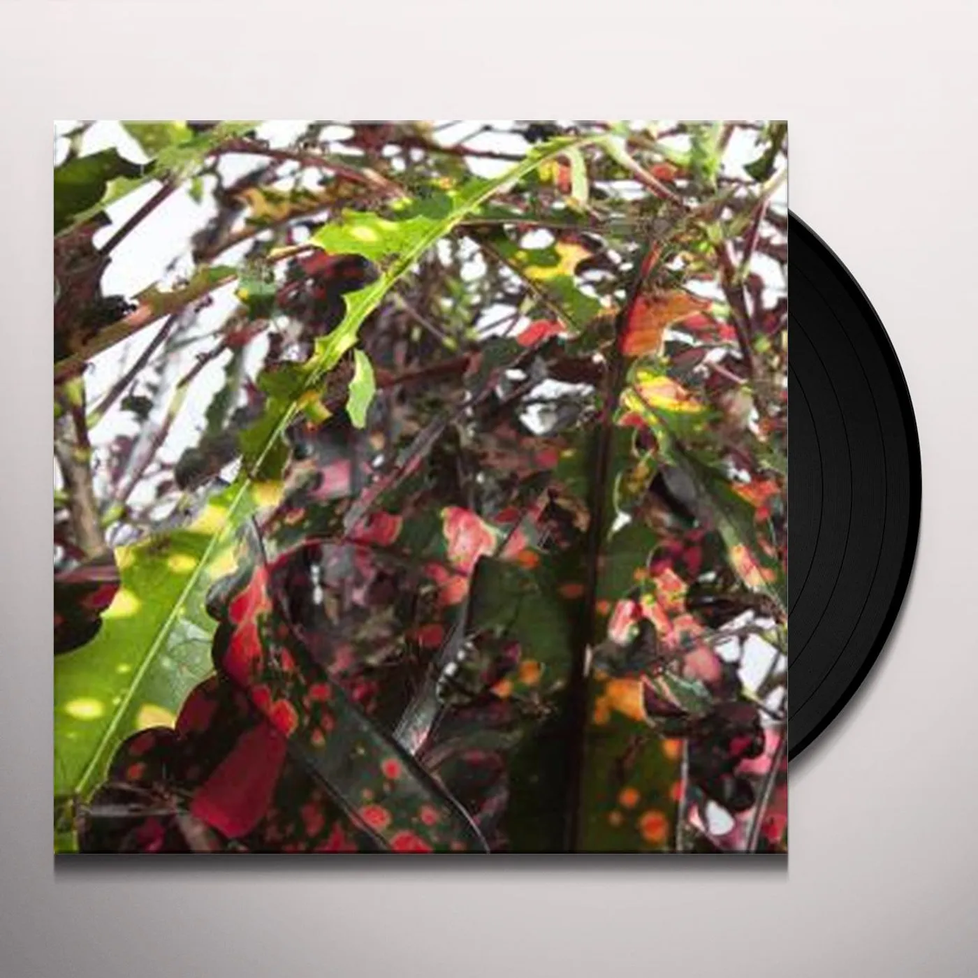 Anne Guthrie Codiaeum Variegatum Vinyl Record