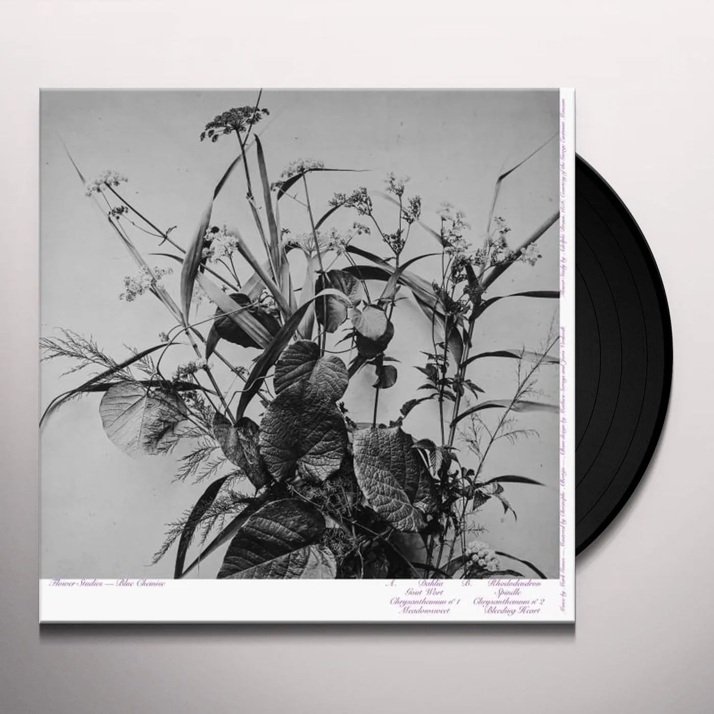 Blue Chemise Flower Studies Vinyl Record