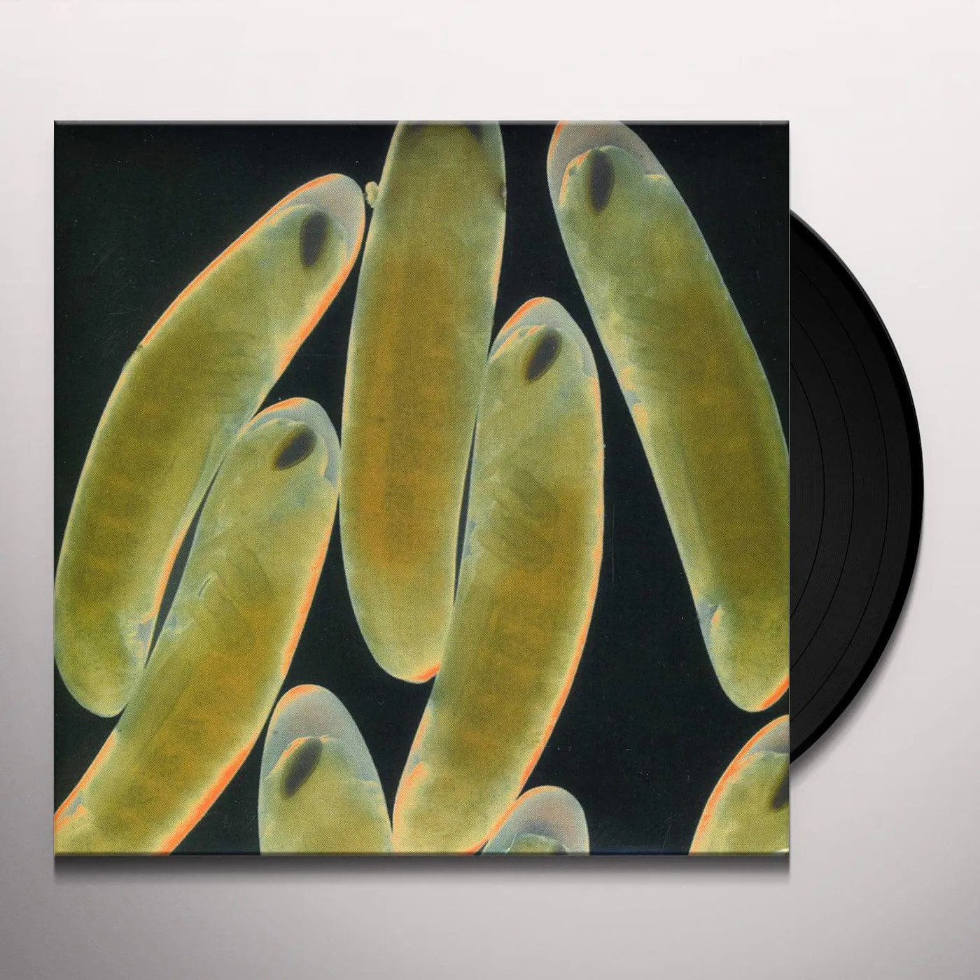 FLIGHT OF THE WOUNDED LOCUST Vinyl Record