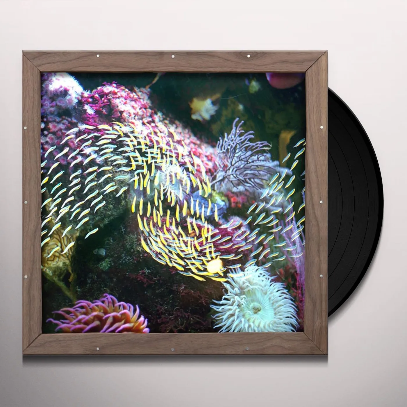 Quicksails Mayville Dream Vinyl Record