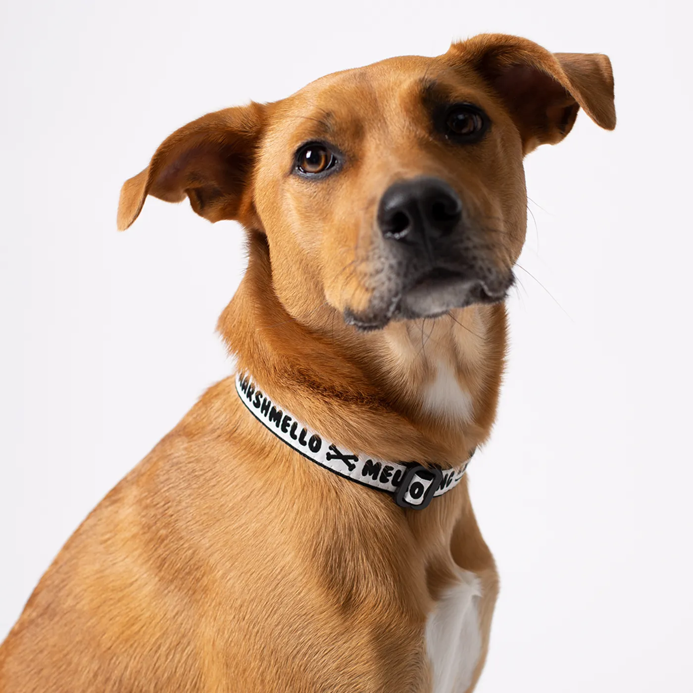 Marshmello Puppy Division Collar