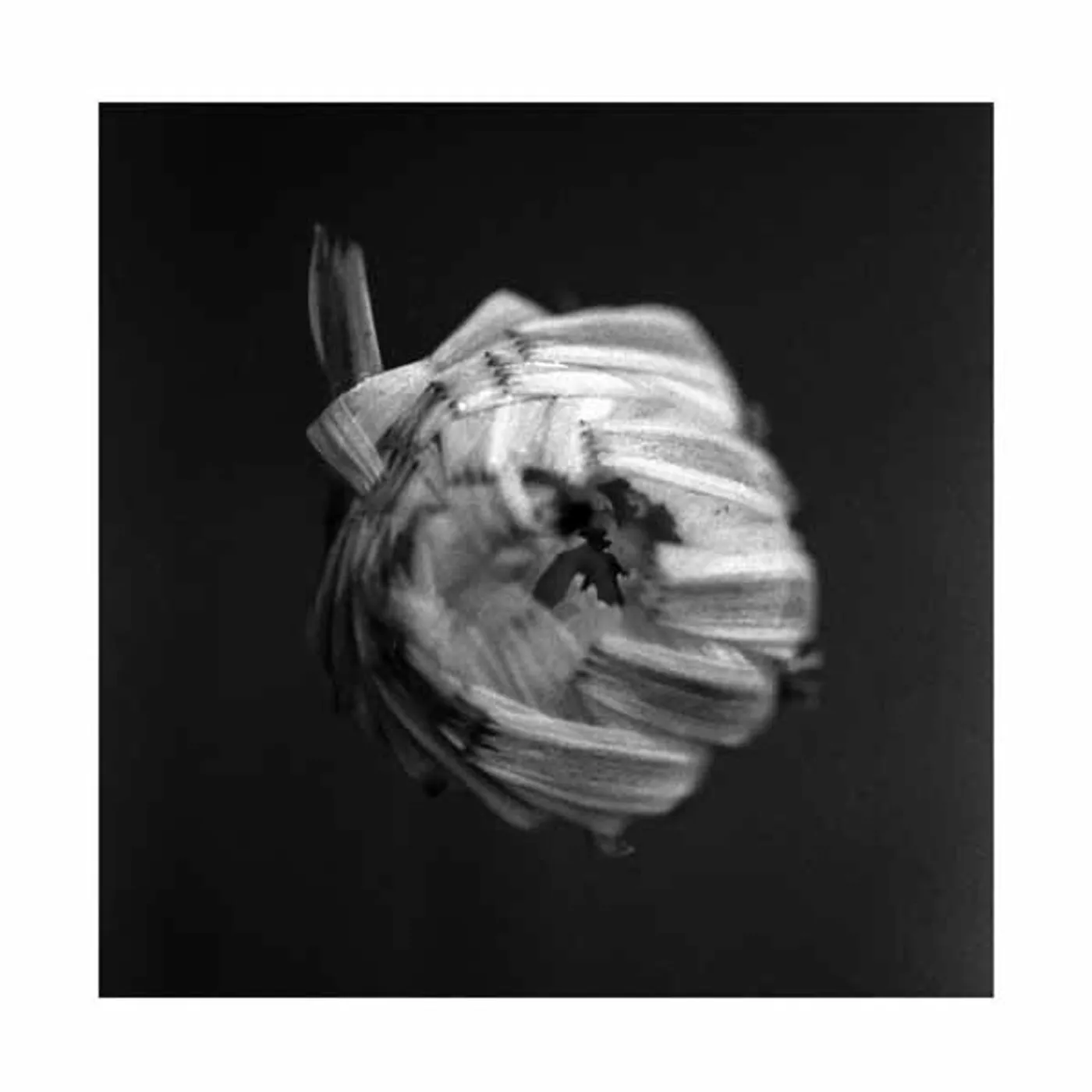 A Swarm Of The Sun LP - An Empire (Vinyl)