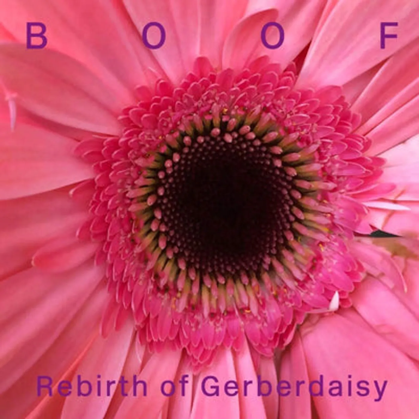 Boof LP - Rebirth Of Gerberdaisy (Vinyl)