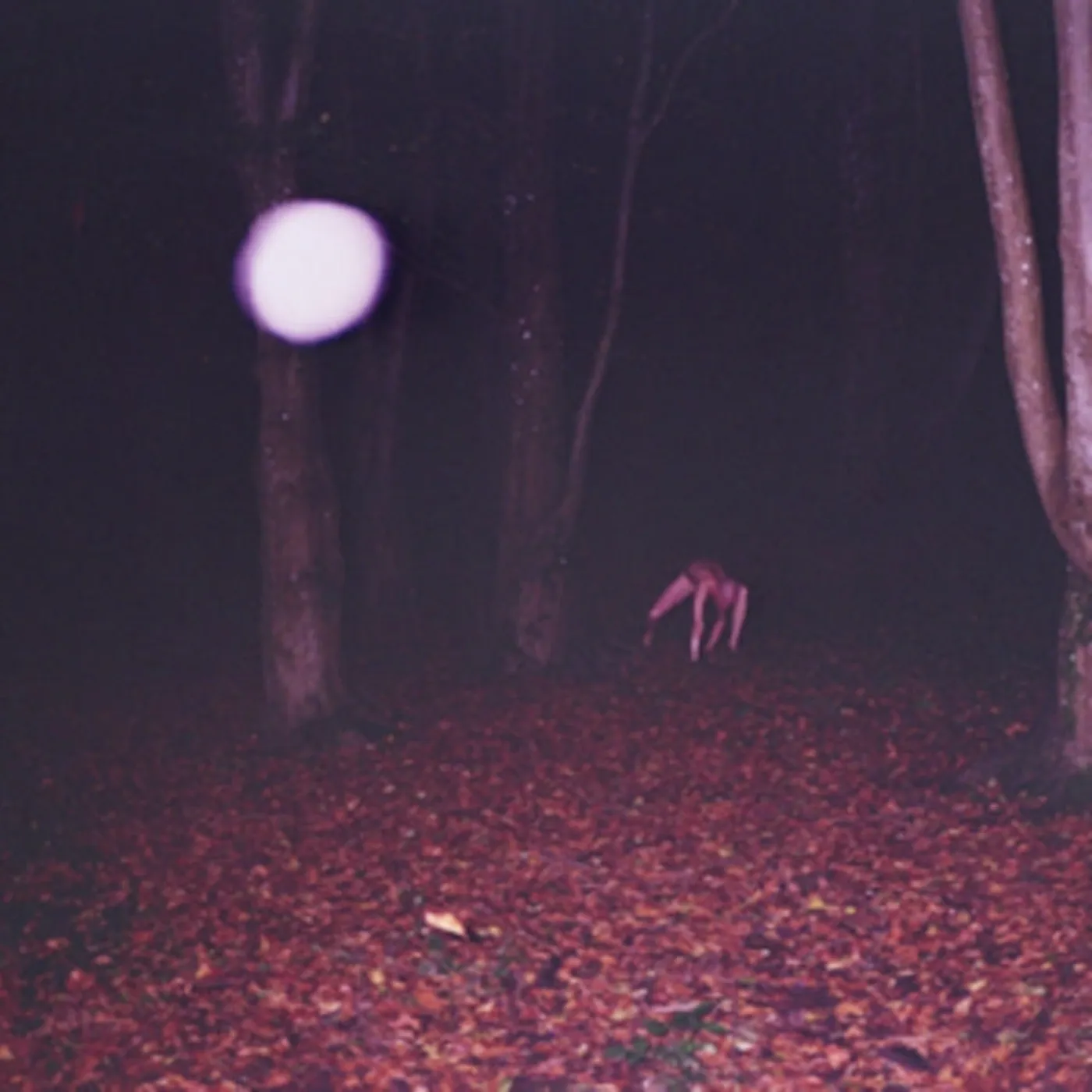 Buzzard Buzzard Buzzard CD - Skinwalker