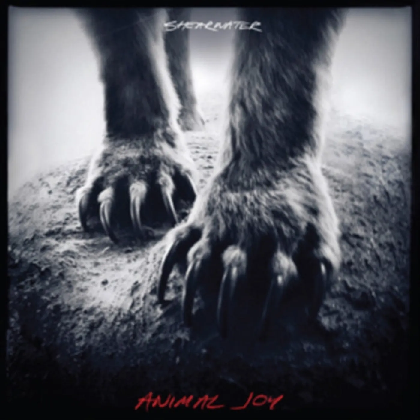 Shearwater CD - Animal Joy