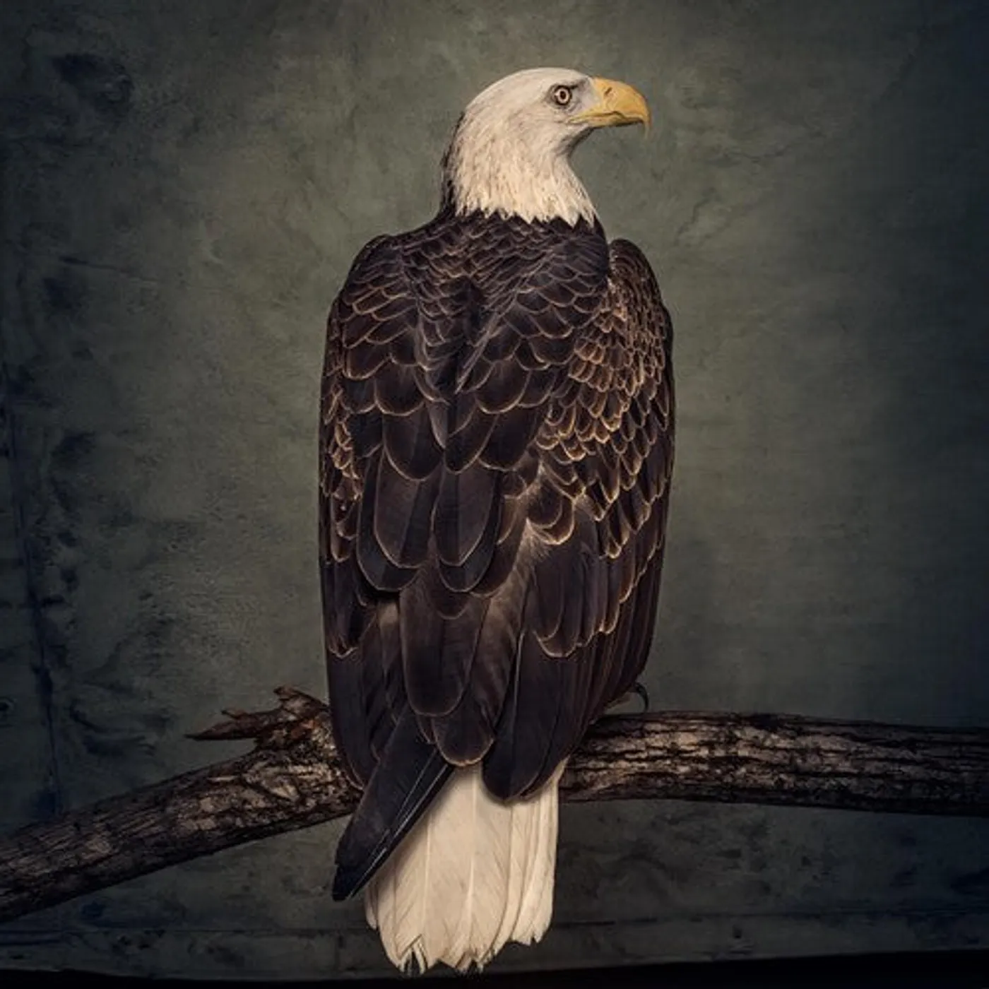 Clutch LP Vinyl - Book Of Bad Decisions