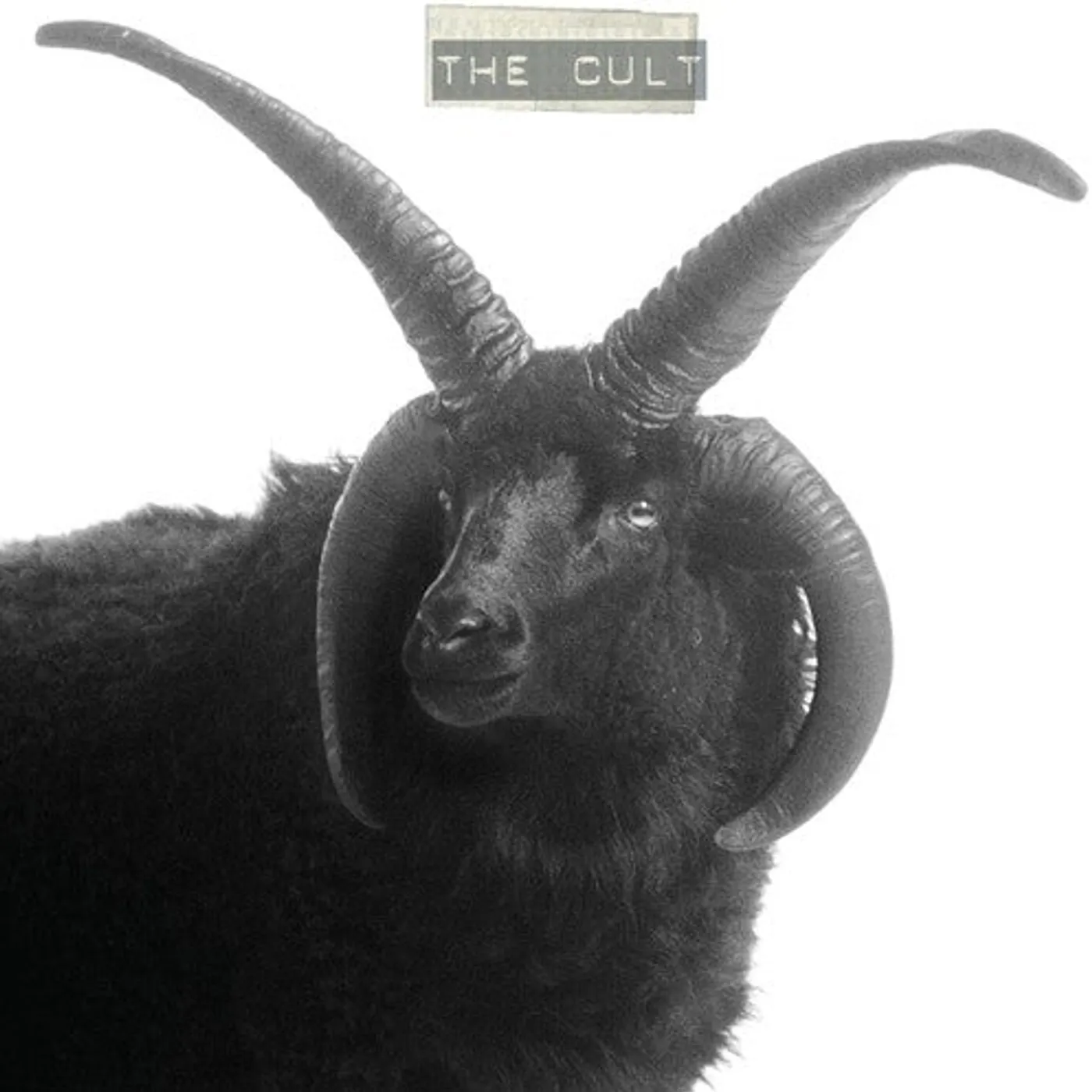 Cult LP Vinyl - Cult