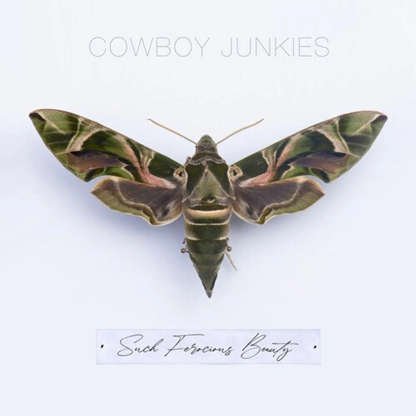 Cowboy Junkies LP Vinyl - Such Ferocious Beauty (Cvnl) (Grn) (Ltd) (Ofgv)